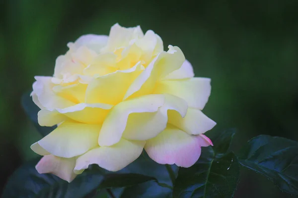 Otwarta Żółta Róża Ogrodzie — Zdjęcie stockowe
