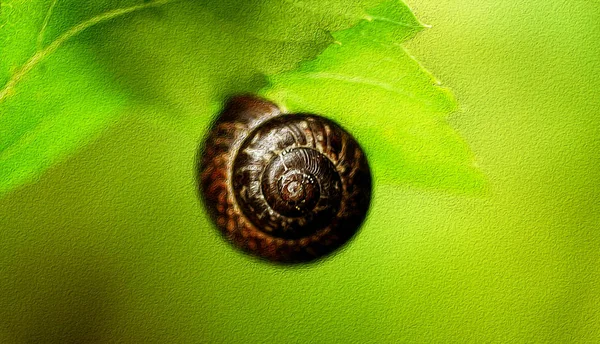 Escargot pèse sur la grande feuille . — Photo