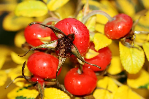 Image rosehip on a background of yellow autumn leaves. — Stock Photo, Image