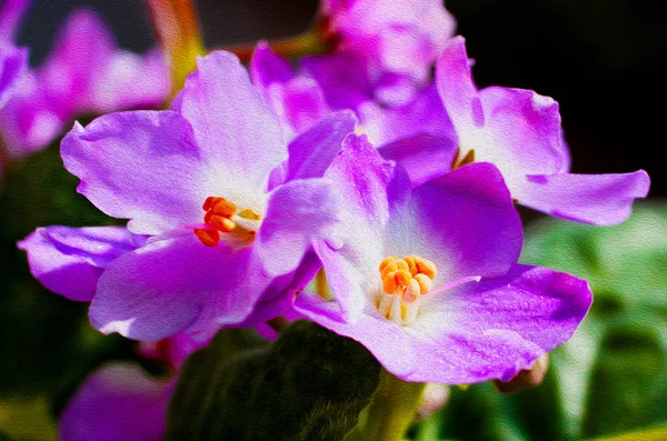 Scenic, colorful bouquet of blooming violet. — Stock Photo, Image