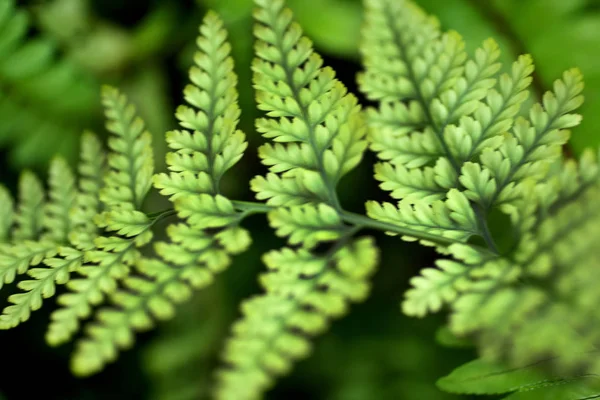 Fern leaf close-up on herbal bright background. — Stock Photo, Image