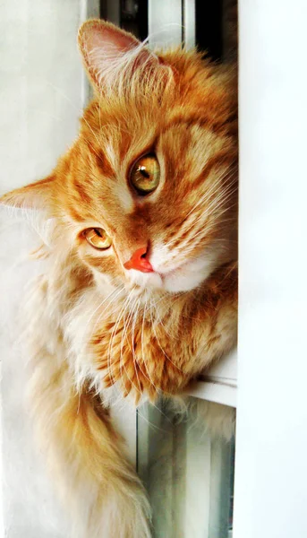 Red domestic cat sitting in the window. — Stock Photo, Image