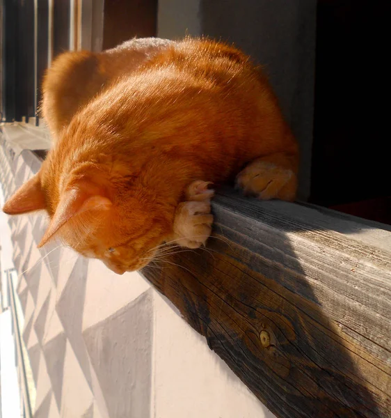 Ginger gato espreitando da varanda . — Fotografia de Stock
