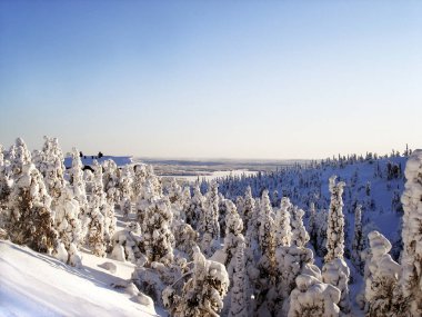 Kış orman manzara mavi gökyüzü arka plan üzerinde.