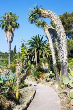 Tropik bitkiler lider yolu.