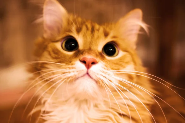 Ginger fofo gato close-up . — Fotografia de Stock