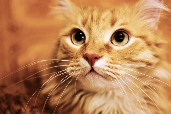 Пушистый рыжий кот крупным планом . — стоковое фото