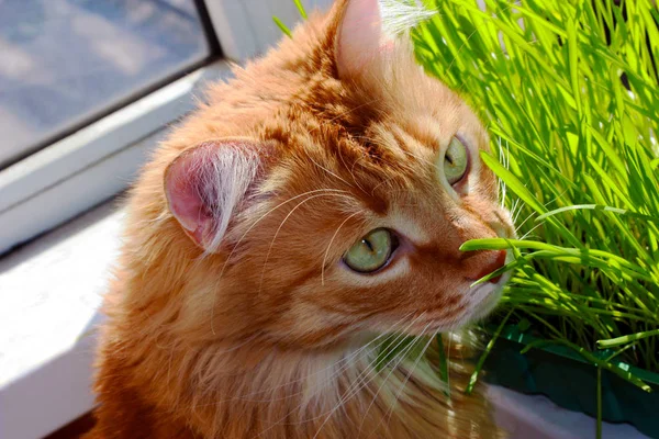 Chat rouge assis sur le balcon sur les choux verts de l'avoine en conteneur . — Photo