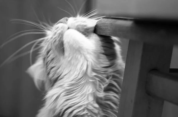 Puszysty kot pociera kinol na krawędzi fotela. — Zdjęcie stockowe