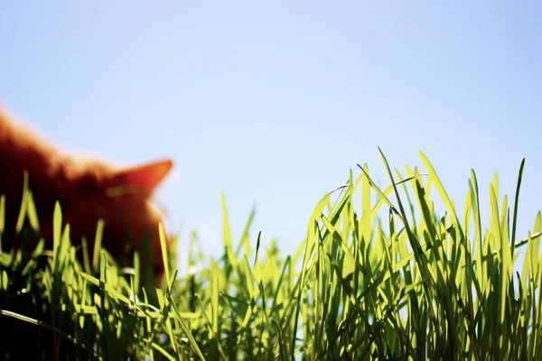 Fresh green grass and fluffy ginger cat on blue sky background.