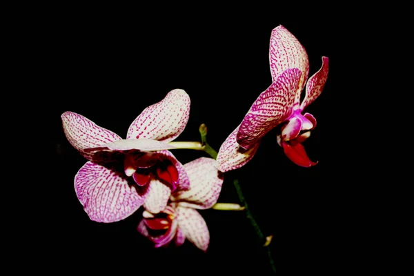 兰花的黑色背景。 白色，紫色脉，凤尾草花. — 图库照片