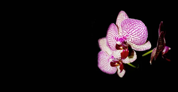 Orchid on black background. White with purple veins flower of Phalaenopsis, space for text. — Stock Photo, Image