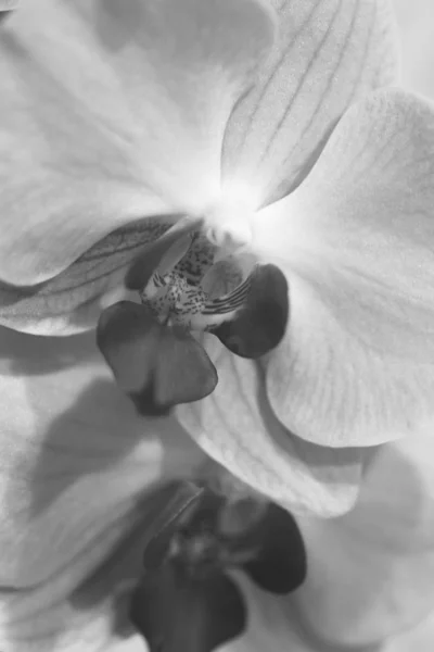 Blooming Orchid. Gentle flower of Phalaenopsis. Black and white photo.
