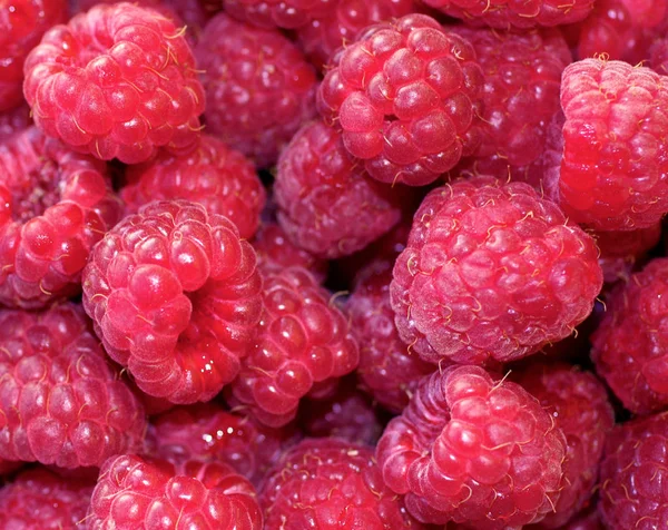 Natürlicher Hintergrund von süßen Himbeeren, frischen und reifen roten Beeren, Nahaufnahme Foto. — Stockfoto