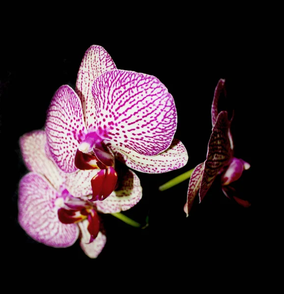 Orquídea sobre fondo negro. Blanco con las venas púrpuras flor de Phalaenopsis . — Foto de Stock