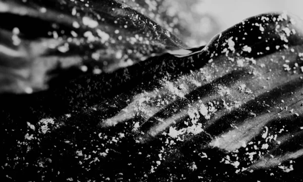 Herbal background from leaves, leaf of Spathiphyllum sprinkled with pollen, abstract black backdrop.