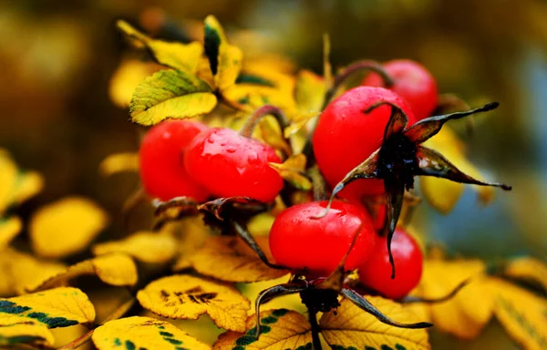 Sarı sonbahar yapraklarının arka planında gül kalçası, olgun, parlak böğürtlenler. — Stok fotoğraf