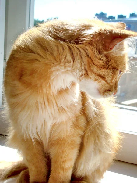 Ginger cat se sienta en el alféizar de la ventana, el gatito rojo mira a la calle . —  Fotos de Stock