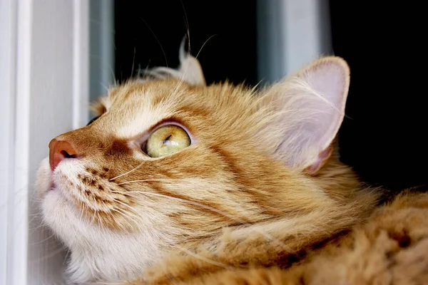 Ingwerkatze liegt im Fenster, rotes Kätzchen ruht auf Fensterblatt. — Stockfoto