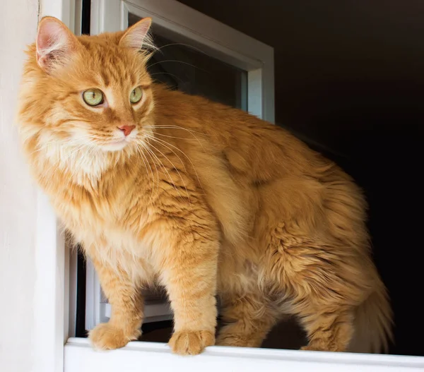 Penceredeki komik kızıl kedi. Kırmızı kedi pencere yaprağının üzerinde duruyor.. — Stok fotoğraf