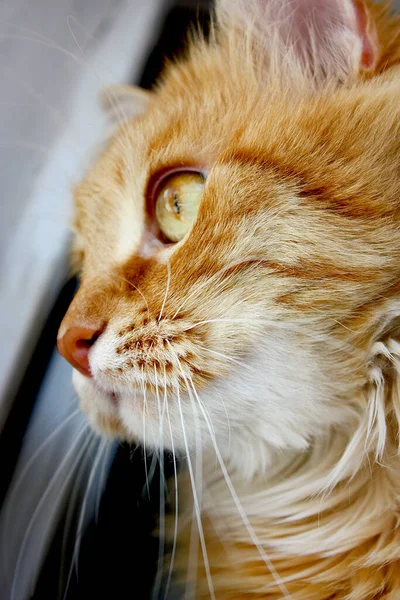 Divertido gato jengibre en la ventana. Retrato de gato gatito rojo sentado en hoja de ventana . — Foto de Stock