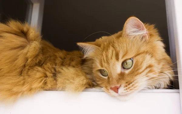 Gato de gengibre está deitado na janela, gatinho vermelho descansando na folha da janela . — Fotografia de Stock