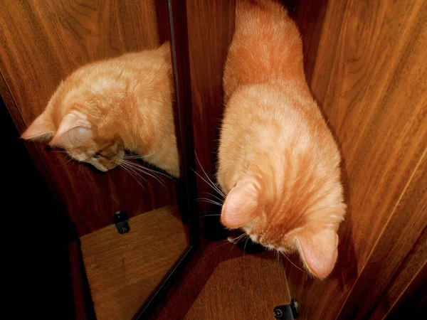 Gato de gengibre engraçado é refletido no espelho, gatinho vermelho . — Fotografia de Stock