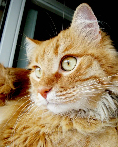 Ginger cat is lying in window, red kitten resting on window leaf. — Stock Photo, Image