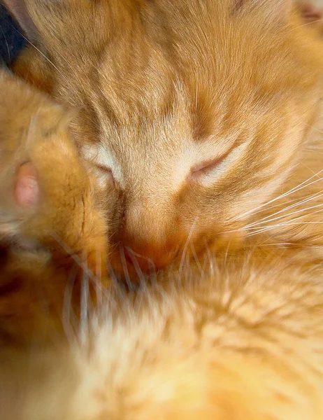 Gato vermelho fofo está dormindo profundamente. Gatinho de gengibre é enrolado e dormindo . — Fotografia de Stock
