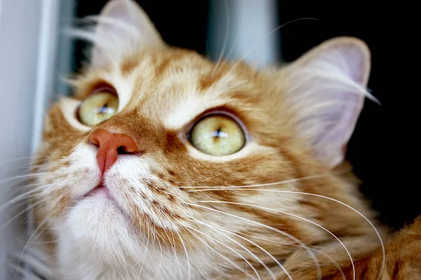 Gato de gengibre está deitado na janela, gatinho vermelho descansando na folha da janela . — Fotografia de Stock