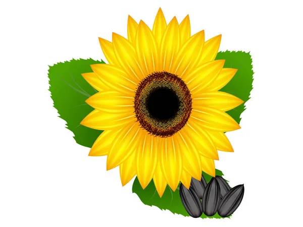 Bunga matahari dan biji bunga matahari . - Stok Vektor