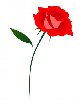 Beyaz arkaplanda kırmızı gül.