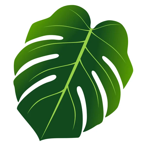 Hoja de Monstera aislada sobre fondo blanco. — Vector de stock