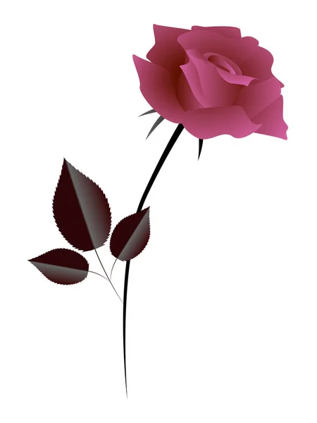 Il disegno di una rosa . — Vettoriale Stock