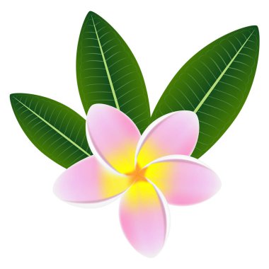 Pembe plumeria frangipani çiçek yeşil yaprakları ile.