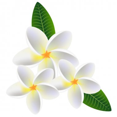 Çiçekler frangipani (Plumeria) yaprakları ile.