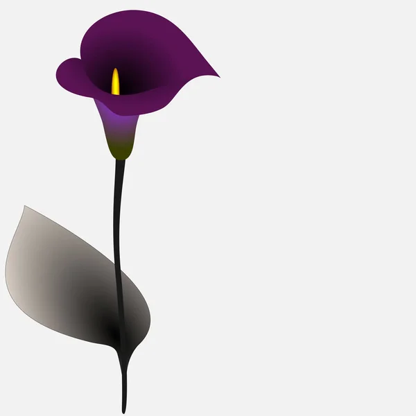 Fond floral avec lys calla, élément design . — Image vectorielle