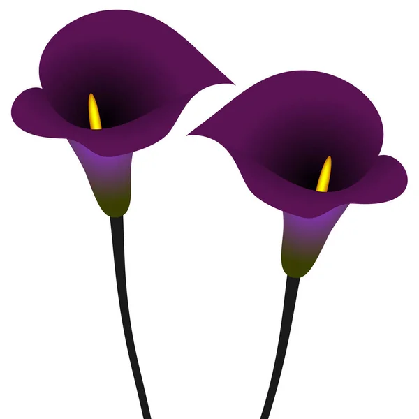 Deux calla lis sur fond blanc . — Image vectorielle