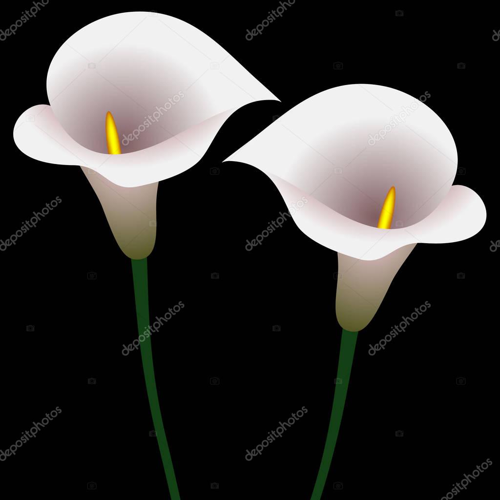 Two calla lilies on a black background.