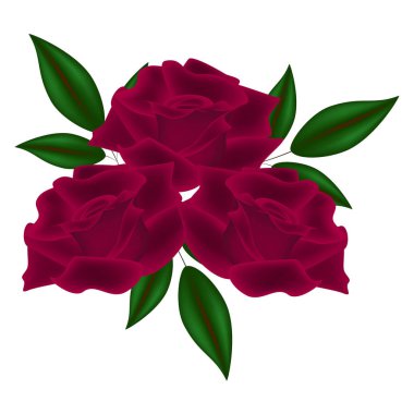 Üç gül yaprakları üzerinde beyaz bir arka plan ile.