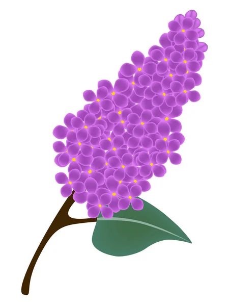 Rama de la floración lila . — Vector de stock