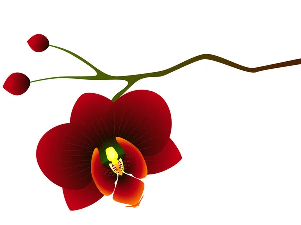 Orquídea roja sobre fondo blanco . — Vector de stock