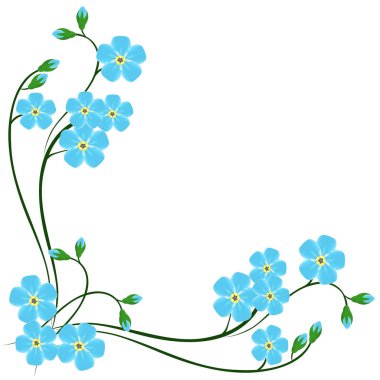 Mavi köşe unut beni değil çiçek beyaz bir arka plan üzerinde.