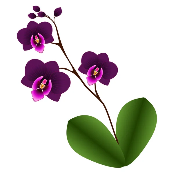 Orquídea con hojas . — Vector de stock