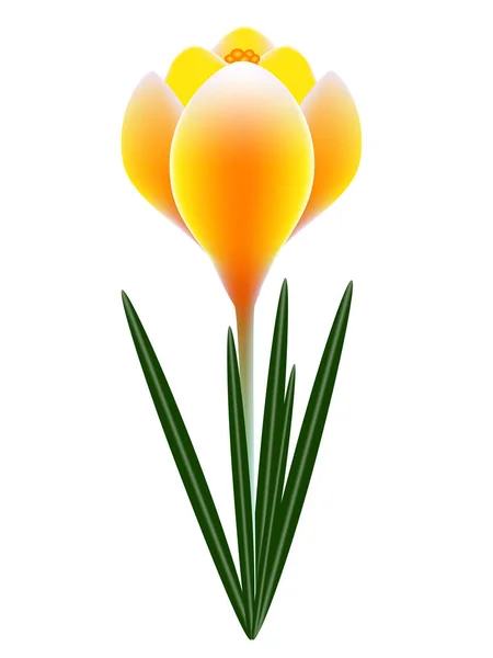 Fehér alapon sárga crocus. — Stock Vector