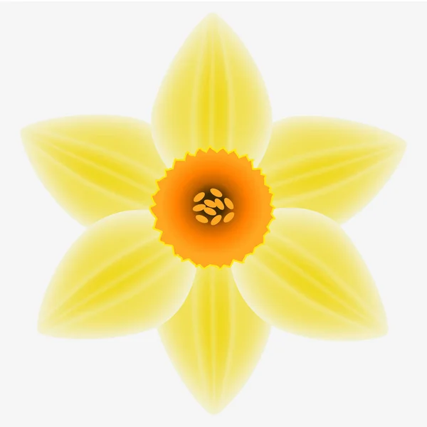 Flor de um narciso em um fundo branco . —  Vetores de Stock