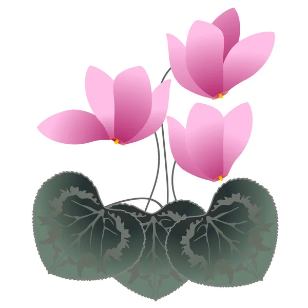 Pink cyclamens, illustration. — Stockvector