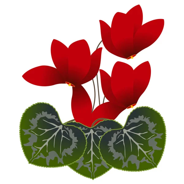 Cyclamens rouges, illustration . — Image vectorielle