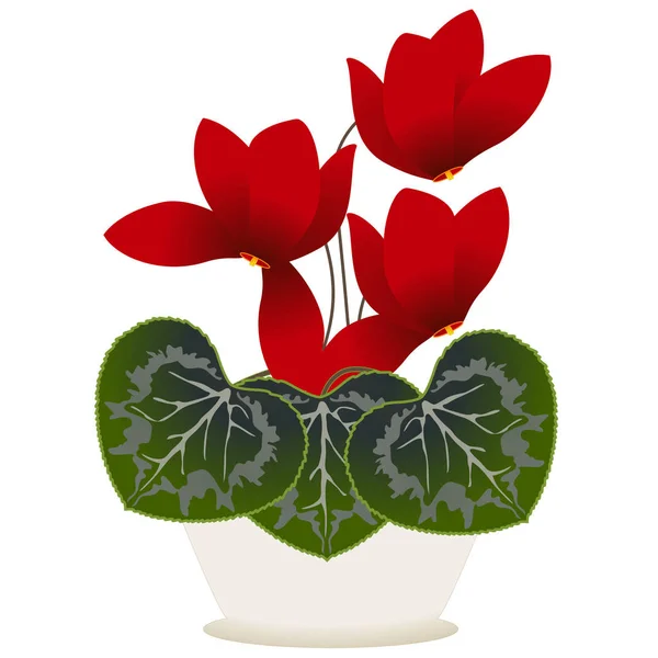 Cyclamens in a pot. — Stock Vector