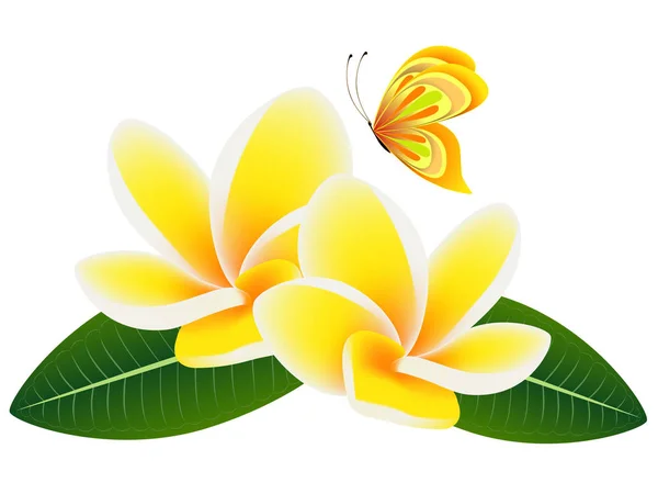 Flowers frangipani (Plumeria) with leaves and a butterfly. — Stock Vector